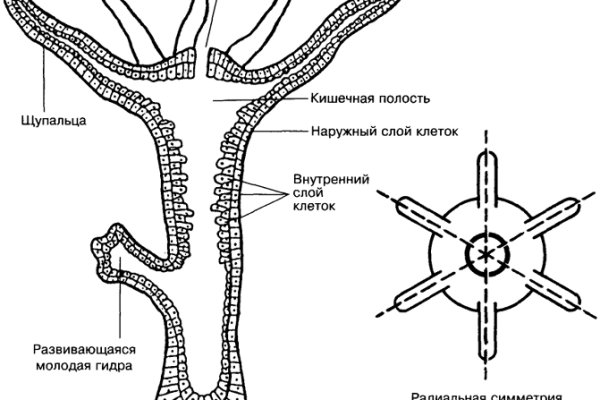 Kraken ссылка tor официальный сайт